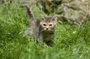 BRITISH SHORTHAIR C006